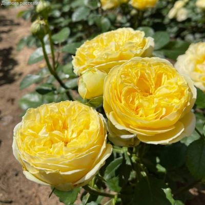 Роза Каталина в горшке - Dolina-Sad.Ru