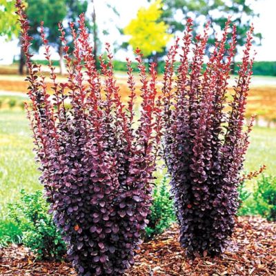 Барбарис Тунберга Ред Пиллар фото