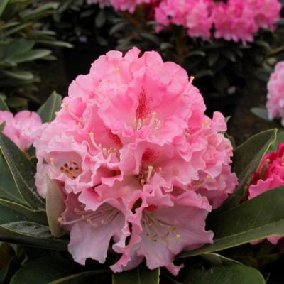 Рододендрон Эксельсиор Рододендрон Эксельсиор - Dolina-Sad.Ru