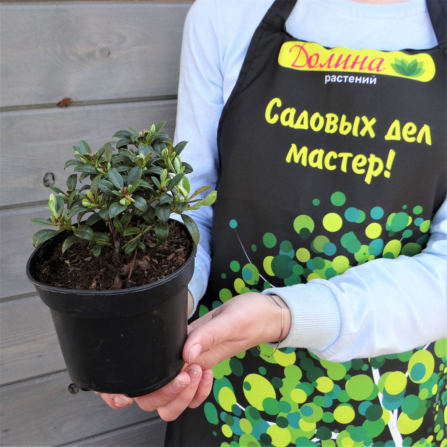 Рододендрон Крим Крест Рододендрон Крим Крест фото