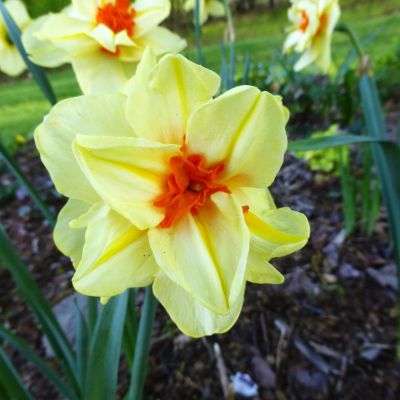 Нарцисс Дабл Фэшн Нарцисс Дабл Фэшн фото