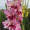 Гладиолус Дрими Крими Гладиолус Дрими Крими - Dolina-Sad.Ru