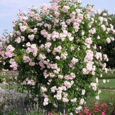 Роза Нью Даун Роза Нью Даун - Dolina-Sad.Ru