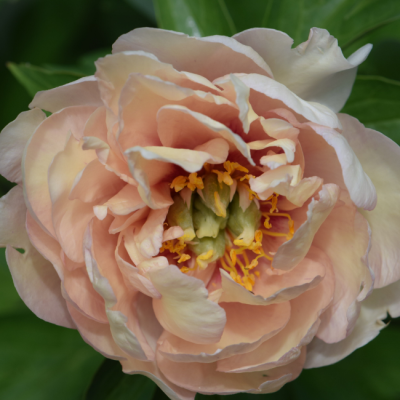 Ито-пион Кенари Бриллиантс Ито-пион Кенари Бриллиантс фото