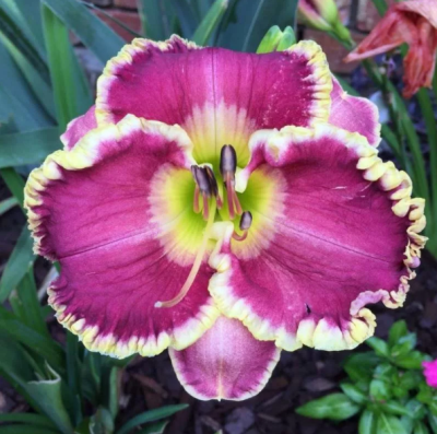 Лилейник Кейп Бретон Лилейник Кейп Бретон фото