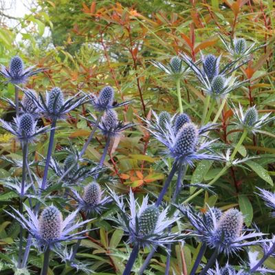 Синеголовник Биг Блю - Dolina-Sad.Ru