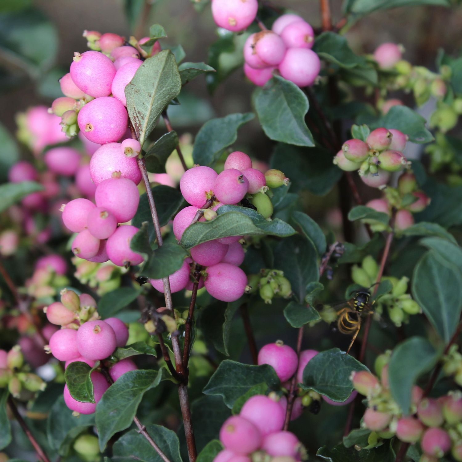 Снежноягодник Мэйджикал Свит Снежноягодник Мэйджикал Свит - Dolina-Sad.Ru