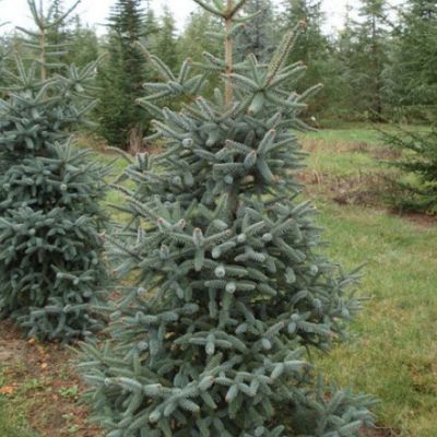 Пихта испанская Глаука Пихта испанская Глаука - Dolina-Sad.Ru