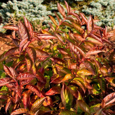 Вейгела цветущая Вингс оф Файер Вейгела цветущая Вингс оф Файер фото