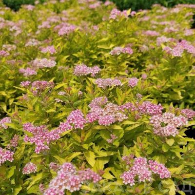 Спирея Зен Спирит Голд, С2 Спирея Зен Спирит Голд, С2 - Dolina-Sad.Ru