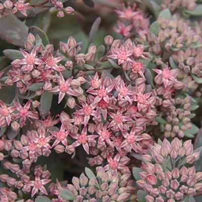 Седум Рок Стар , С1,5 Седум Рок Стар , С1,5 фото