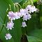 Ландыш майский Брайдал Чойс - Dolina-Sad.Ru