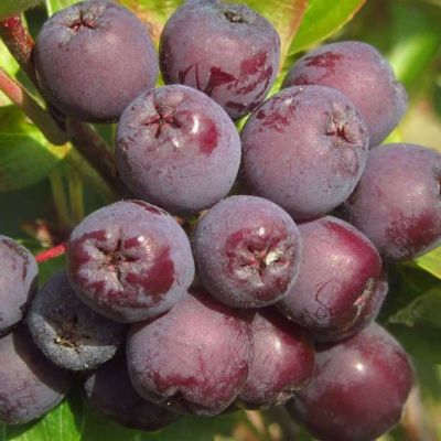 Сладкоплодная рябина Бурка Сладкоплодная рябина Бурка фото