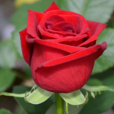 Роза Ред Наоми Роза Ред Наоми - Dolina-Sad.Ru