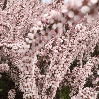 Спирея Тунберга "Фуджино Пинк" Спирея Тунберга "Фуджино Пинк" фото