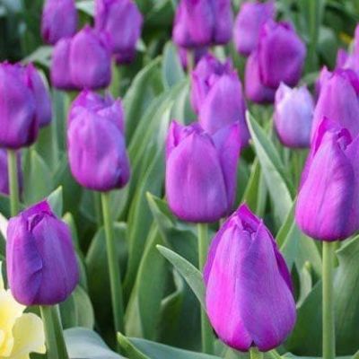 Тюльпан Блю Эмейбл Тюльпан Блю Эмейбл фото