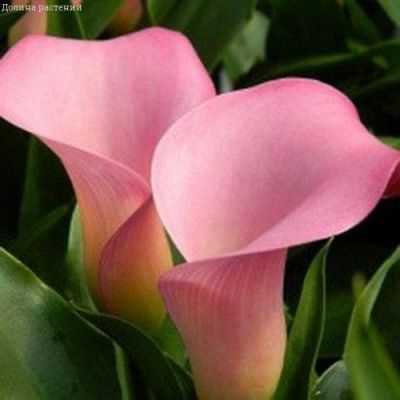 Калла Самур Калла Самур фото