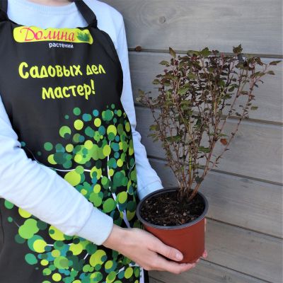 Пузыреплодник калинолистный Литл Джокер, С2 Пузыреплодник калинолистный Литл Джокер, С2 - Dolina-Sad.Ru