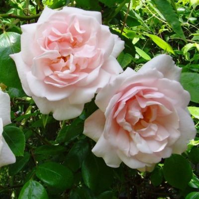 Роза Нью Даун Роза Нью Даун - Dolina-Sad.Ru