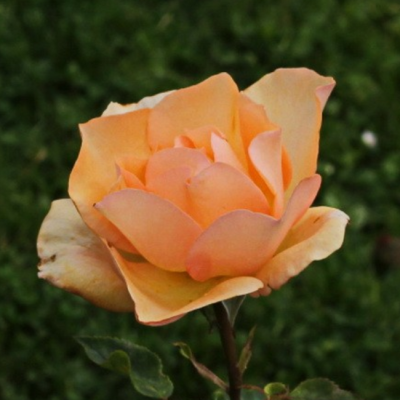 Роза Барбара Хендрикс фото