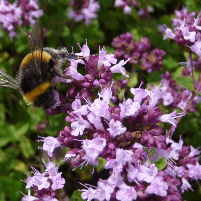 Душица гладкая Херренхаусен , С1,5 Душица гладкая Херренхаусен , С1,5 фото