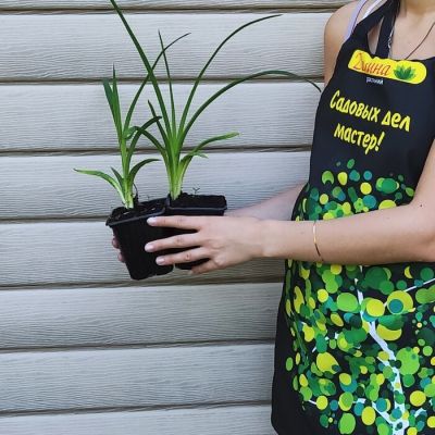 Лилейник Спейкост Бехейвер Паттерн Лилейник Спейкост Бехейвер Паттерн фото