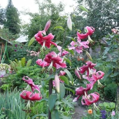 Лилия Мисс Фея Лилия Мисс Фея фото