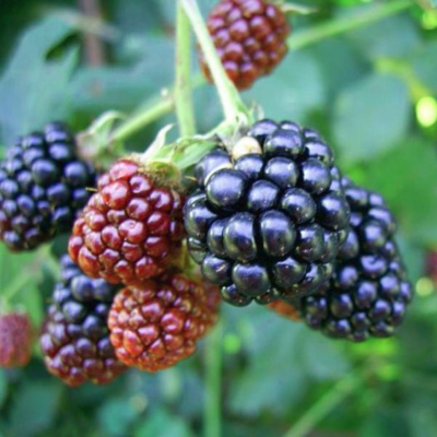 Ежевика Техас Ежевика Техас - Dolina-Sad.Ru