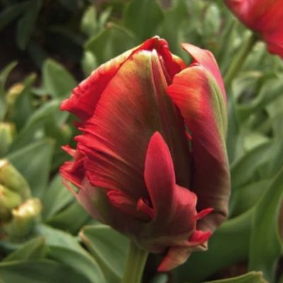 Тюльпан Холланд Хэппенинг Тюльпан Холланд Хэппенинг - Dolina-Sad.Ru