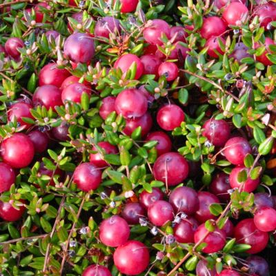 Клюква крупноплодная Бен Лир Клюква крупноплодная Бен Лир - Dolina-Sad.Ru