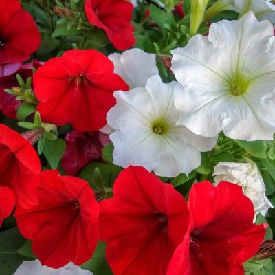 Петуния Клубника со сливками F1, гранул. пробирка Петуния Клубника со сливками F1, гранул. пробирка - Dolina-Sad.Ru