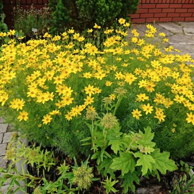 Кореопсис Загреб Кореопсис Загреб - Dolina-Sad.Ru