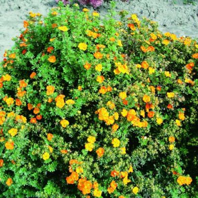 Лапчатка Мармелад Лапчатка Мармелад - Dolina-Sad.Ru