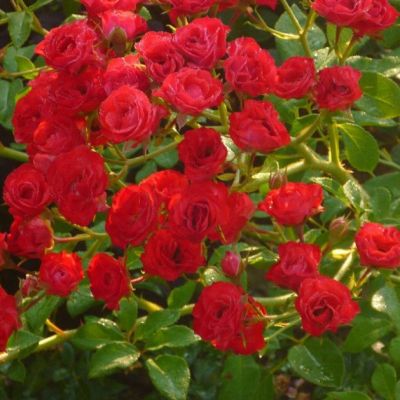 Роза Скарлет Меландекор Роза Скарлет Меландекор - Dolina-Sad.Ru