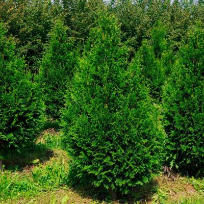 Туя складчатая Кан-Кан Туя складчатая Кан-Кан - Dolina-Sad.Ru