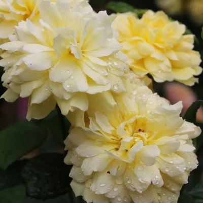 Роза Жоэль Маруани в горшке - Dolina-Sad.Ru